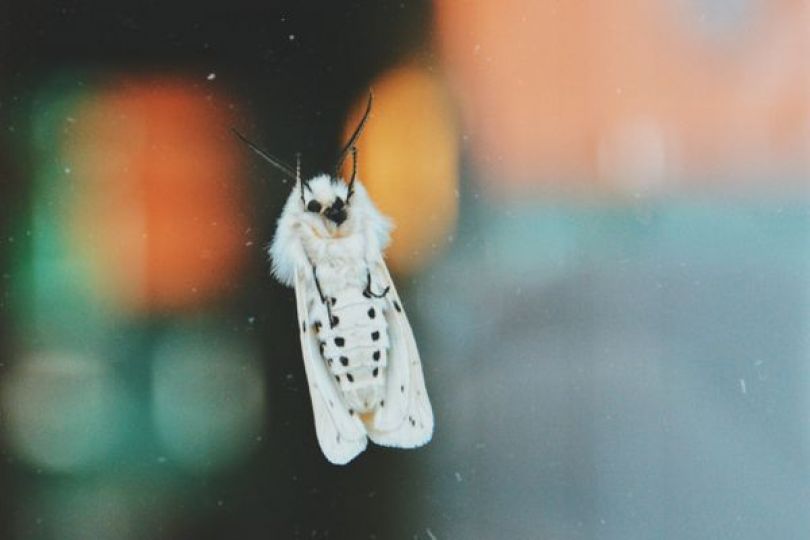 What Causes Moths in the House and How to Get Rid of Them?
